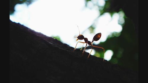 Low angle view of insect on web