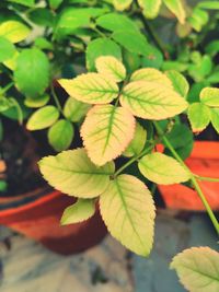 Close-up of green leaves
