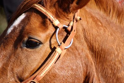 Close-up of horse