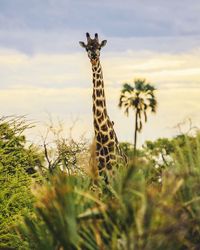 Giraffe against sky