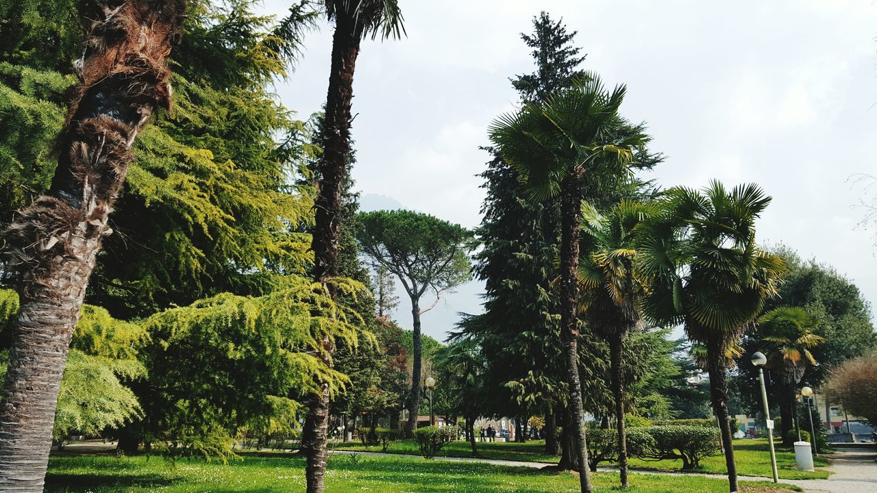 tree, tree trunk, growth, green color, grass, tranquility, park - man made space, sky, tranquil scene, nature, beauty in nature, branch, scenics, park, day, landscape, green, palm tree, field, outdoors