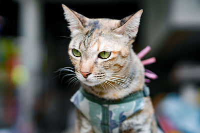 Close-up portrait of a cat looking away