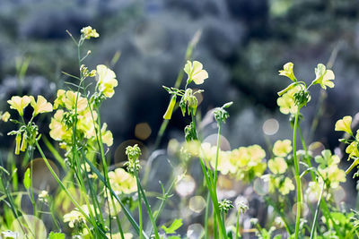 Close-up of flowering plants on land