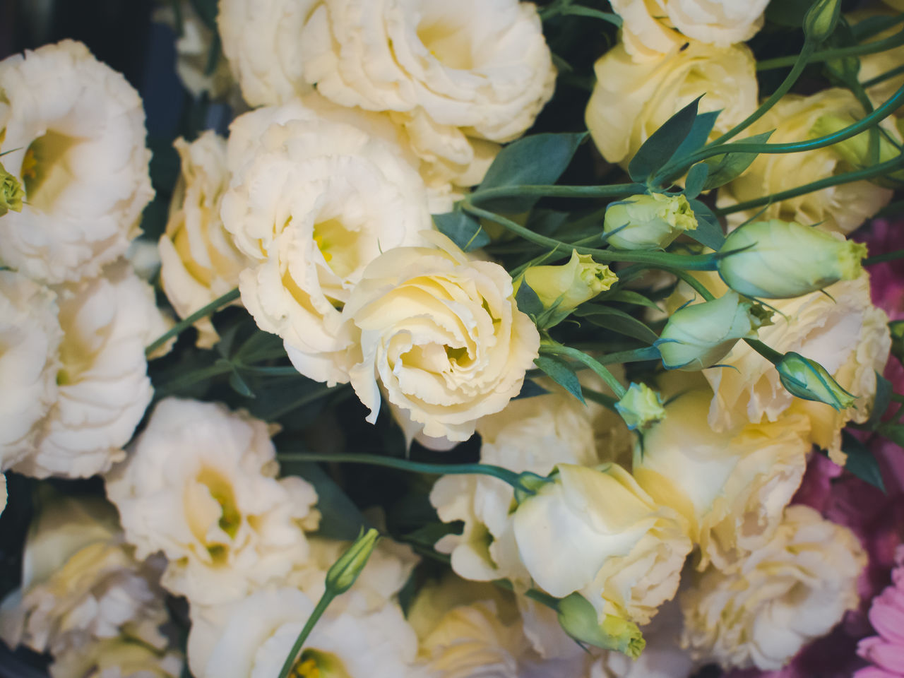 CLOSE-UP OF ROSE BOUQUET