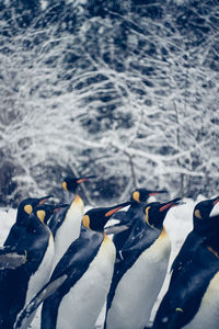 View of birds in winter