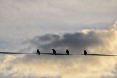 Low angle view of birds perching on cable