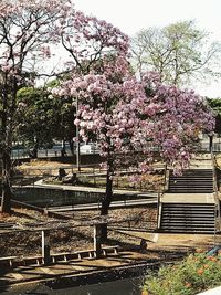 Cherry blossoms in park against sky