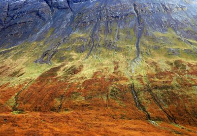 Trees growing on mountain