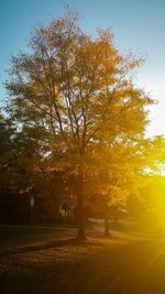 Trees in sunlight