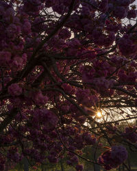 Low angle view of cherry blossoms in spring