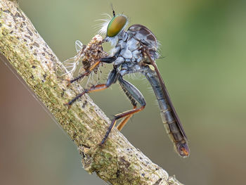 Close-up of insect on twig