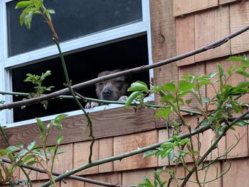 View of an animal on plant