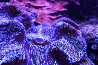 Close-up of coral in sea