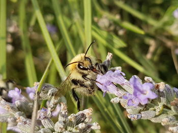 Close-up of bee pollinating on purple flower