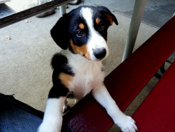 High angle portrait of puppy