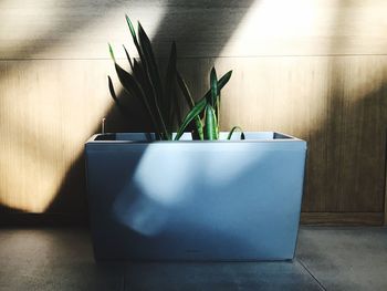 Close-up of potted plant on table at home