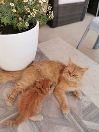 High angle view of cat by potted plants