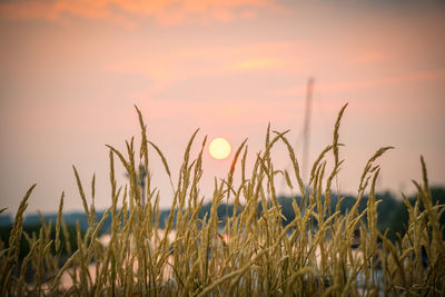 Close-up of grass on field against sky