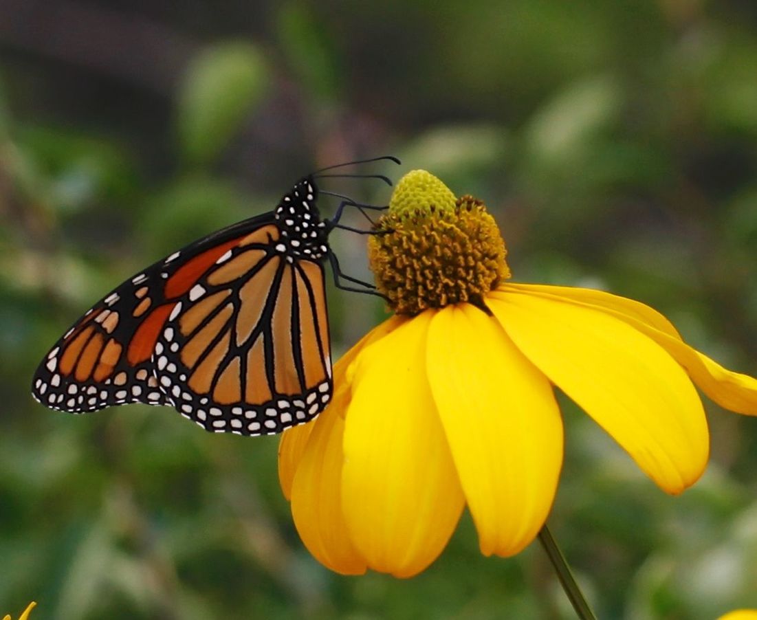 CLOSE-UP OF BUTTERFLY ON FLOWER