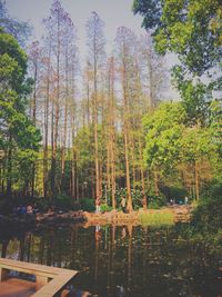 Trees in park