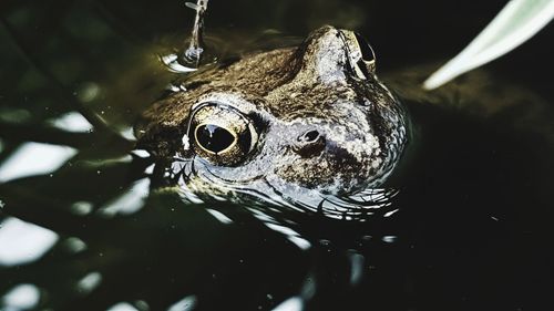 Close-up of frog in water