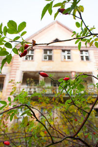 Low angle view of plants