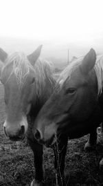 Horse standing in ranch