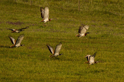 Flock of birds in the field