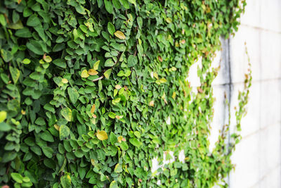 Close-up of ivy growing on wall