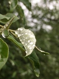 Close-up of water drops on leaf