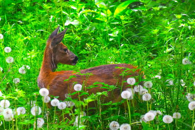 Close-up of deer on field