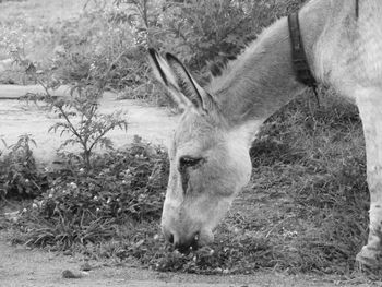 Horse standing on field