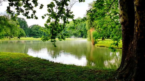 Scenic view of lake against trees in forest