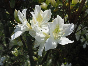 Close-up of white flowers