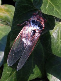 High angle view of insect on leaf