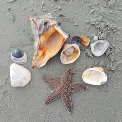 Directly above shot of seashells and starfish on sand at beach