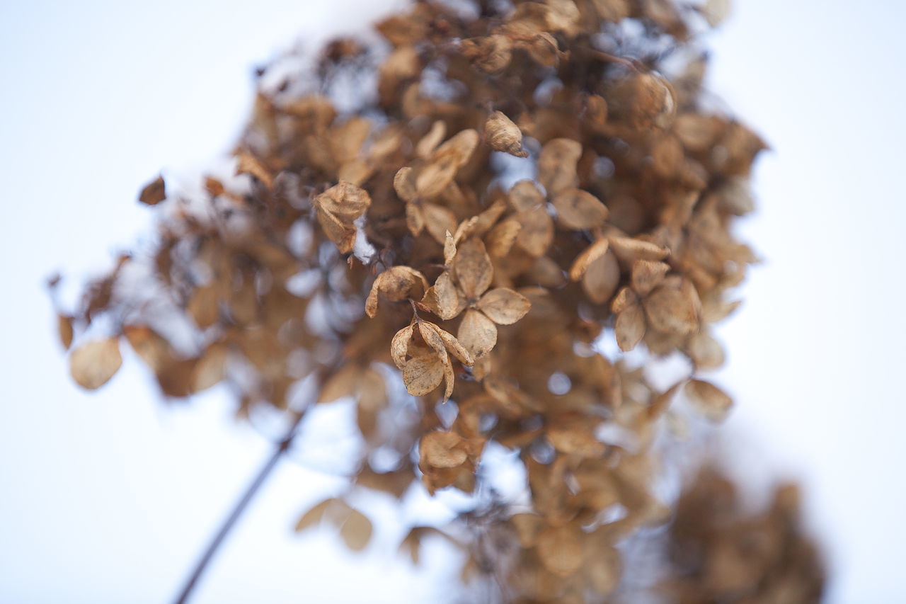 CLOSE-UP OF DRIED FLOWERS