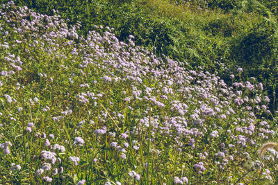 Fresh flowers blooming in field