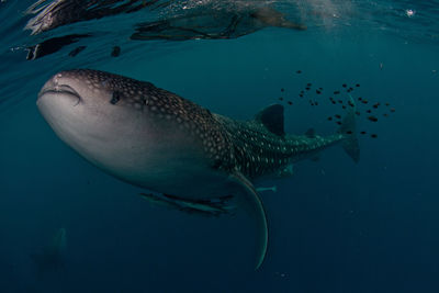Whale shark swimming underwater