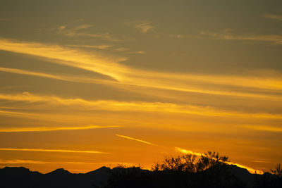 Low angle view of silhouette trees against orange sky