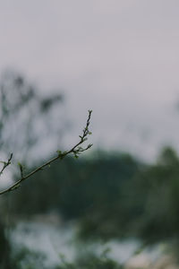 Close-up of plant against sky