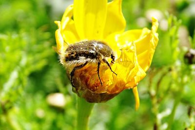 Close-up of bee on yellow flower