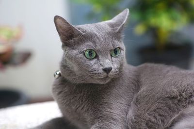 Close-up portrait of a cat