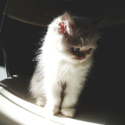 Close-up of white cat looking away