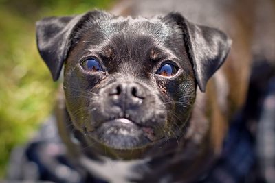 Close-up portrait of dog