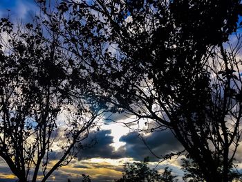 Low angle view of silhouette trees against sky during sunset