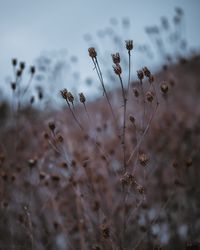 Close-up of plants against blurred background