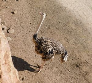 High angle view of bird perching on a field