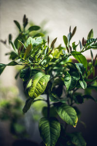 Close-up of fresh green leaves