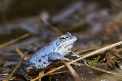 Close-up of frog on plant